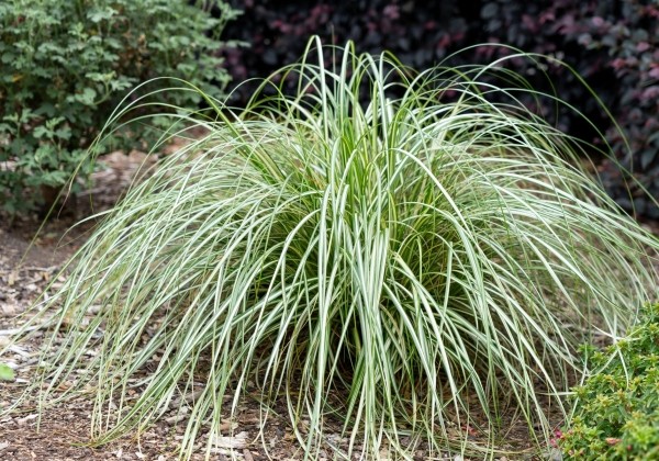 Carex Moon Falls