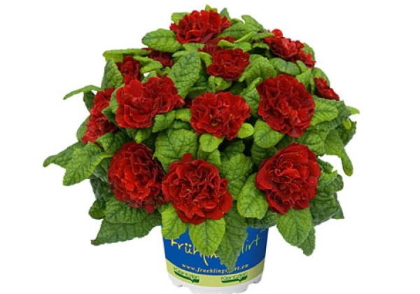 Primula Prima Belarina Scarletta