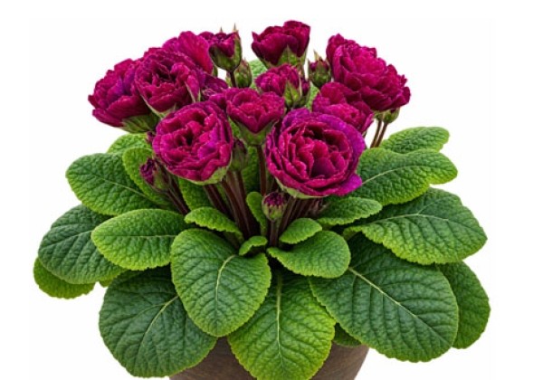 Primula BELARINA Berry Darling