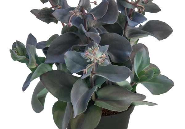 Sedum SunSparkler Blue Ox