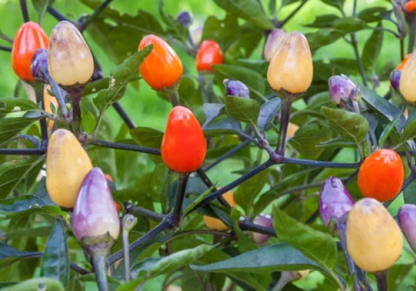 Chili  Lila Luzi