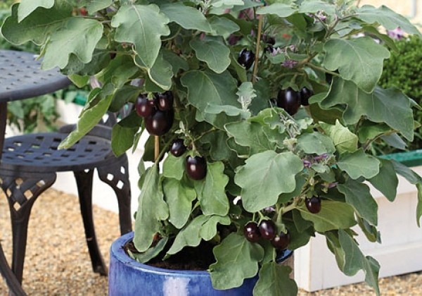 Aubergine (Eggplant) Jackpot