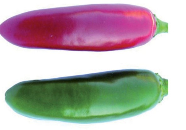 Chili  Japo