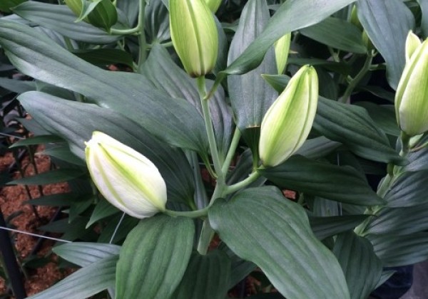 Lilium OR Roselily Angela