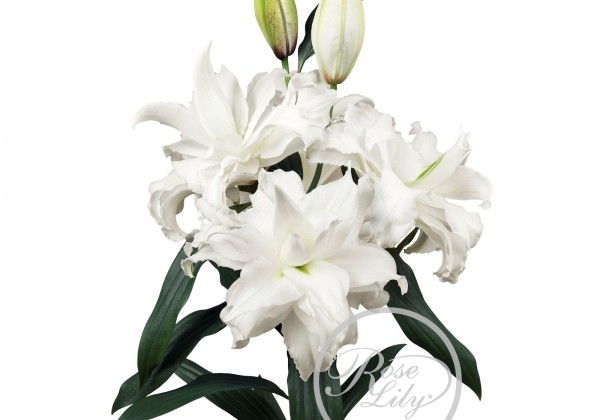 Lilium OR Roselily Angela