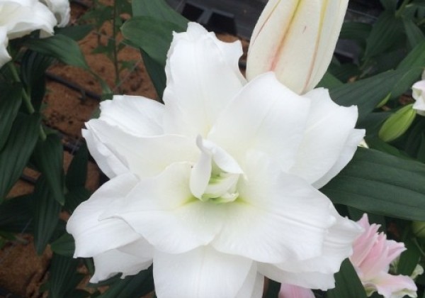 Lilium OR Roselily Angela