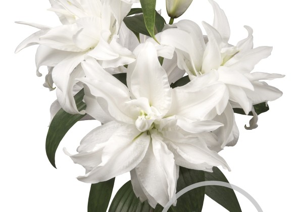 Lilium OR Roselily Monica