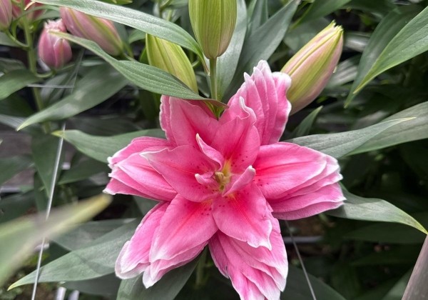 Lilium OR Roselily Gerdina