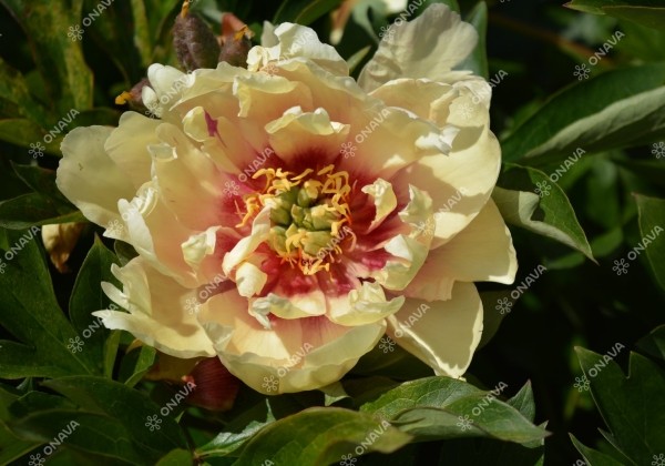 Paeonia intersectional Canary Brilliants 5/+