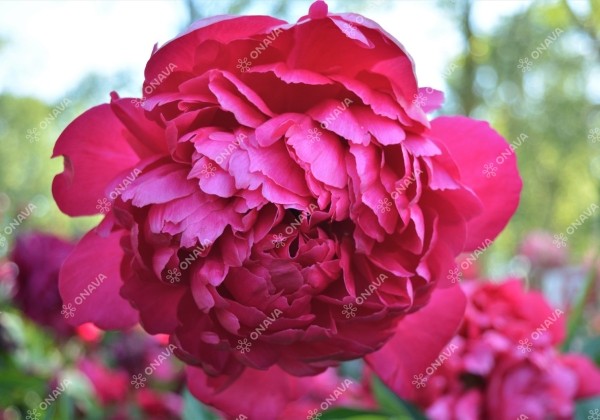 Paeonia hybride Command Performance 2/3