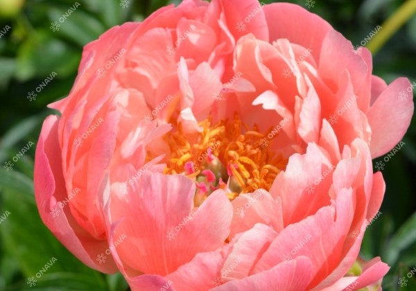 Paeonia hybride Coral Charm 3/5