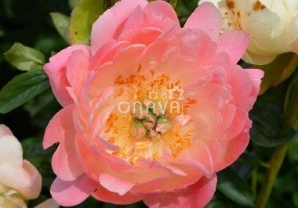 Paeonia hybride Coral Sunset 3/5