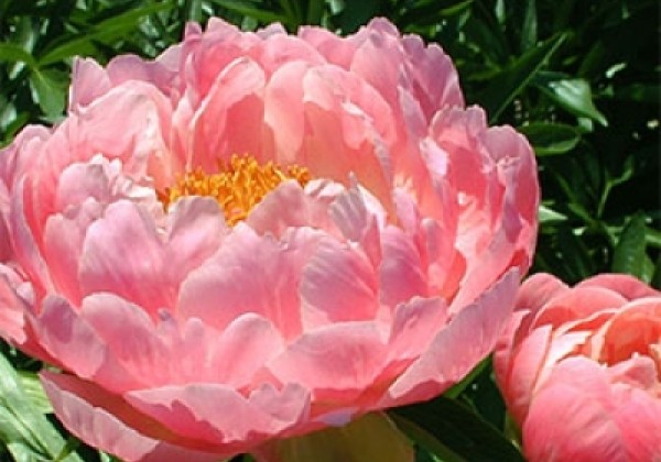 Paeonia hybride Coral Supreme 2/3