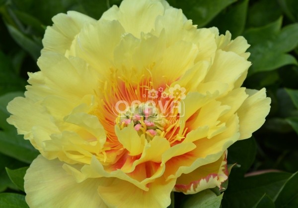 Paeonia intersectional Garden Treasure 3/5