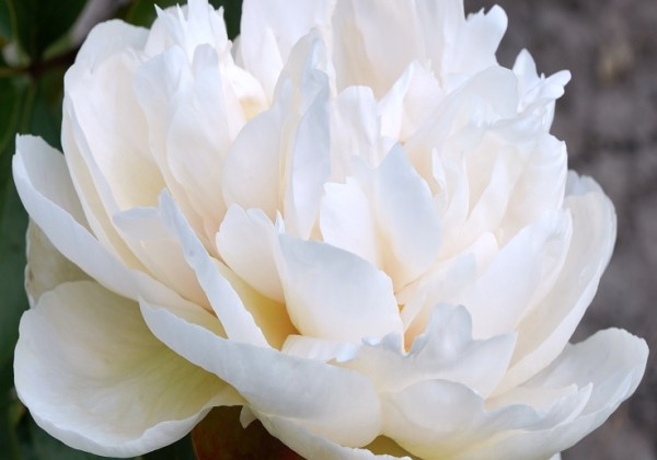 Paeonia hybride Greenland 3/5
