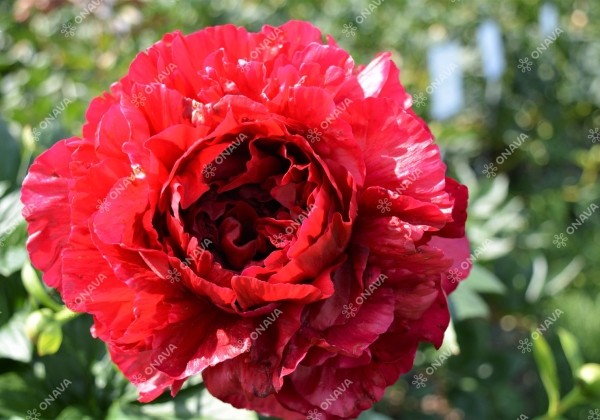 Paeonia hybride Henry Bockstoce 2/3