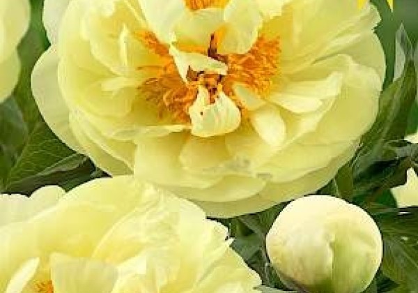 Paeonia hybride Lemon Chiffon 3/5