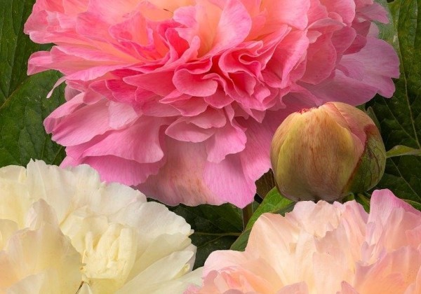 Paeonia hybride Lois' Choice 3/5