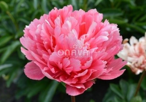 Paeonia hybride Lorelei 3/5