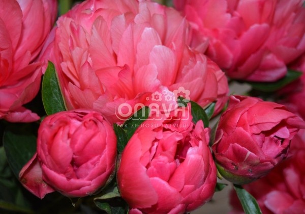 Paeonia hybride Lorelei 3/5