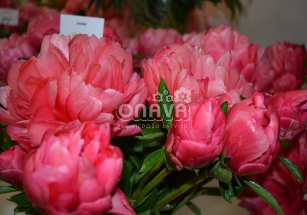 Paeonia hybride Lorelei 3/5