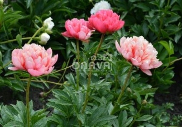 Paeonia hybride Lorelei 3/5