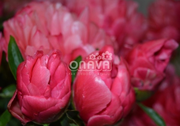 Paeonia hybride Lorelei 3/5