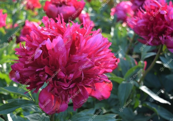 Paeonia hybride Many Happy Returns 3/5