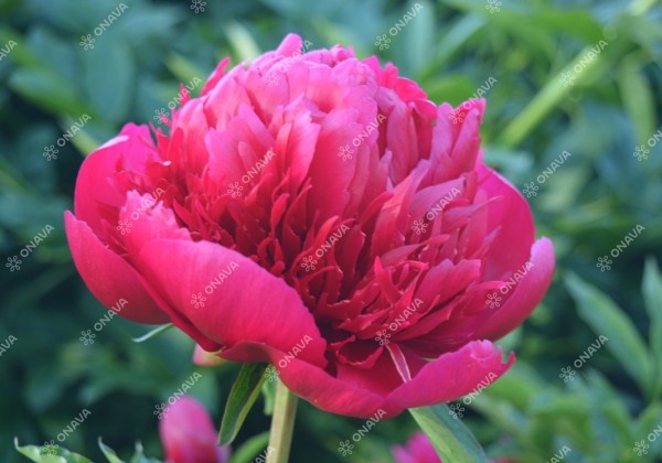 Paeonia hybride Many Happy Returns 3/5