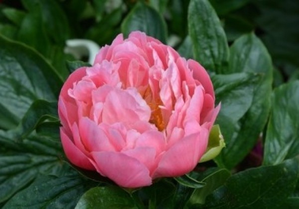 Paeonia hybride Pink Hawaiian Coral 3/5