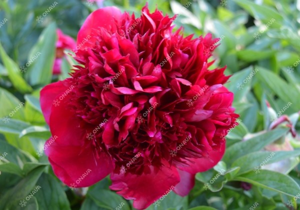 Paeonia hybride Red Charm 3/5