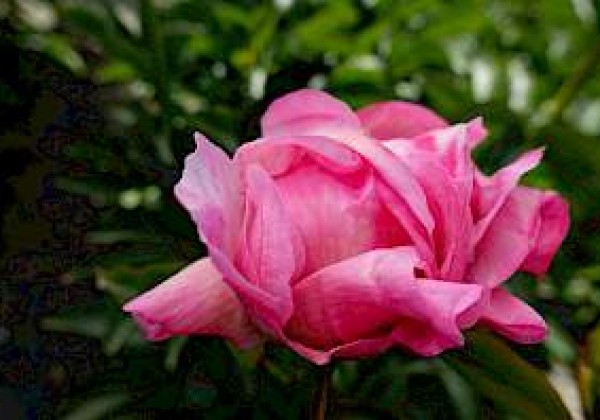 Paeonia hybride Pink Choice 3/5