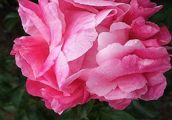 Paeonia hybride Pink Choice 3/5