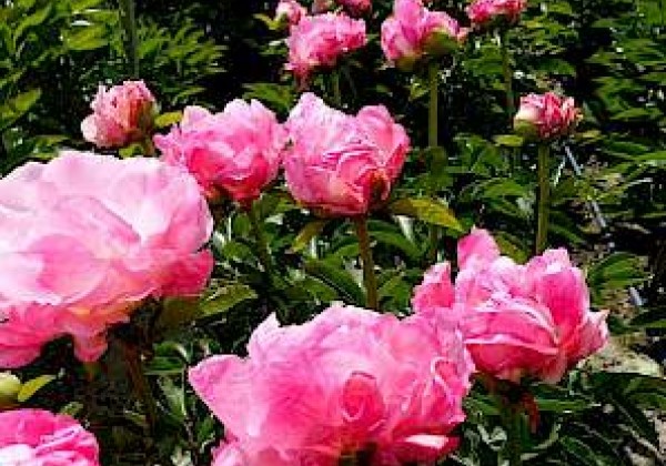 Paeonia hybride Pink Choice 3/5