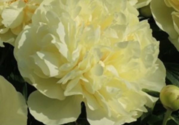 Paeonia hybride Seidl's Super 3/5
