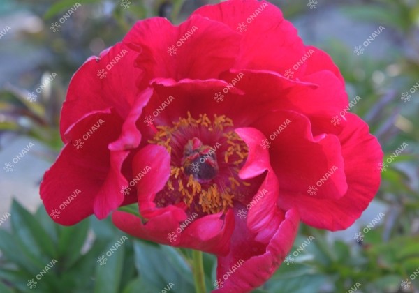 Paeonia hybride Blaze 2/3