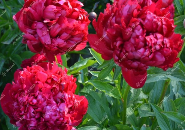 Paeonia hybride Christmas Velvet 2/3