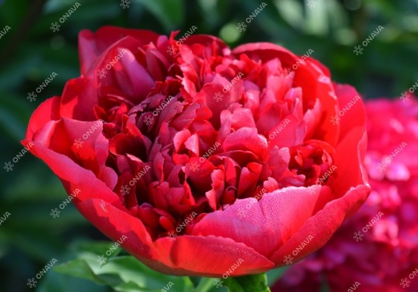 Paeonia hybride Christmas Velvet 3/5