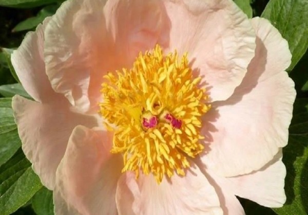 Paeonia hybride Apricot Whisper 3/5