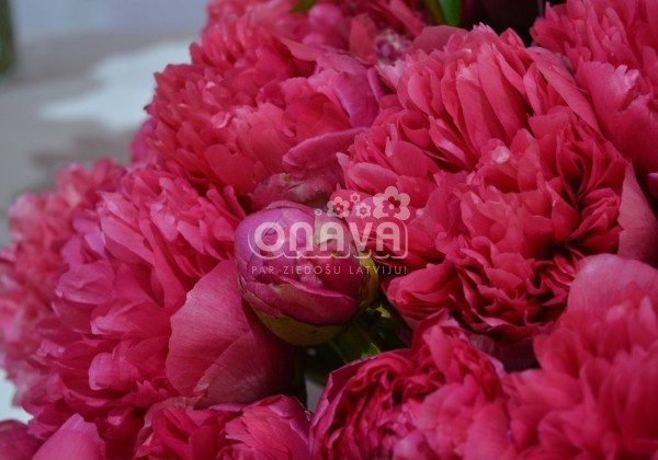 Paeonia hybride Belgravia 3/5