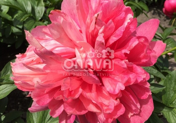 Paeonia hybride Belgravia 3/5