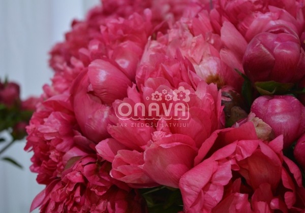 Paeonia hybride Belgravia 3/5