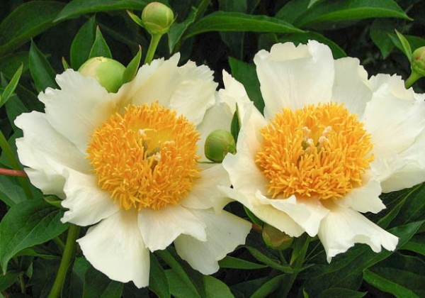 Paeonia hybride Claire de Lune 2/3