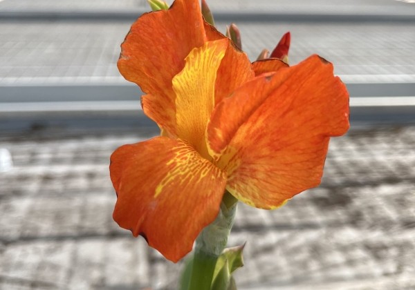 Canna indica CannaSun Fabiola