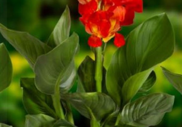 Canna indica CannaSun Martha