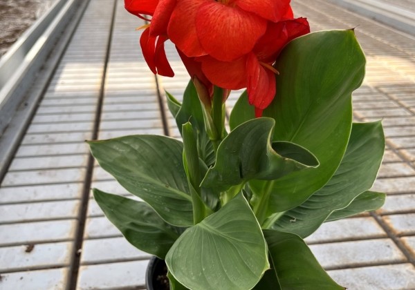 Canna indica CannaSun Silvia