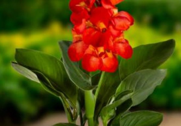 Canna indica CannaSun Adriana