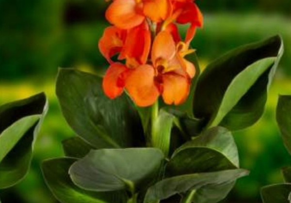 Canna indica CannaSun Sofia