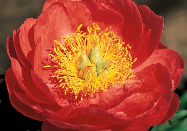Paeonia hybride Coral Magic 2/3