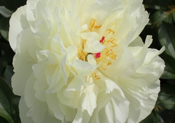 Paeonia hybride Early Sensation 2/3